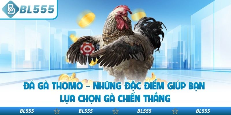 Đá Gà Thomo – Những Đặc Điểm Giúp Bạn Lựa Chọn Gà Chiến Thắng